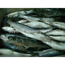Frozen grey mullet fish for sale cheap